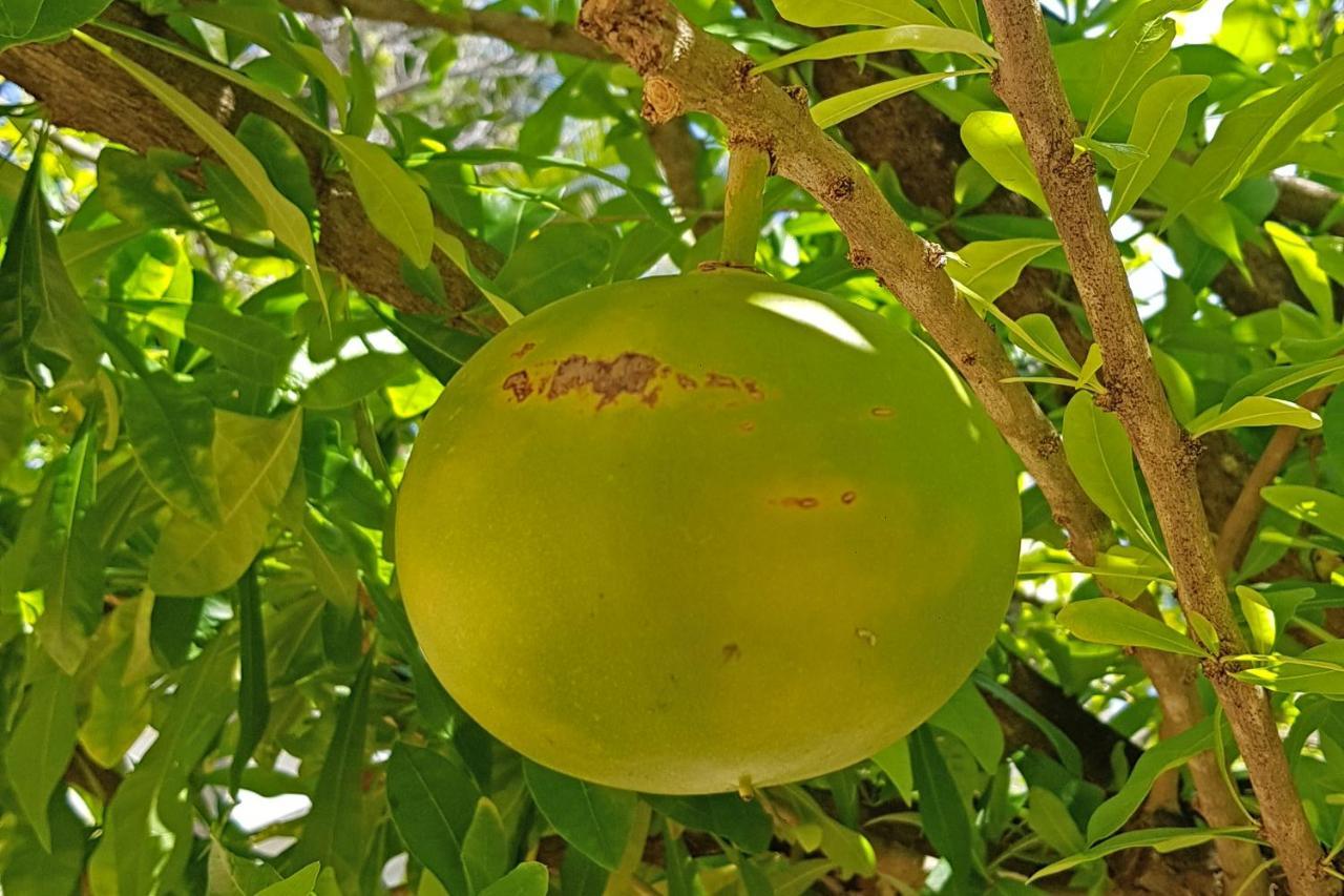Cap Cove Saint Lucia Aparthotel Gros Islet Luaran gambar